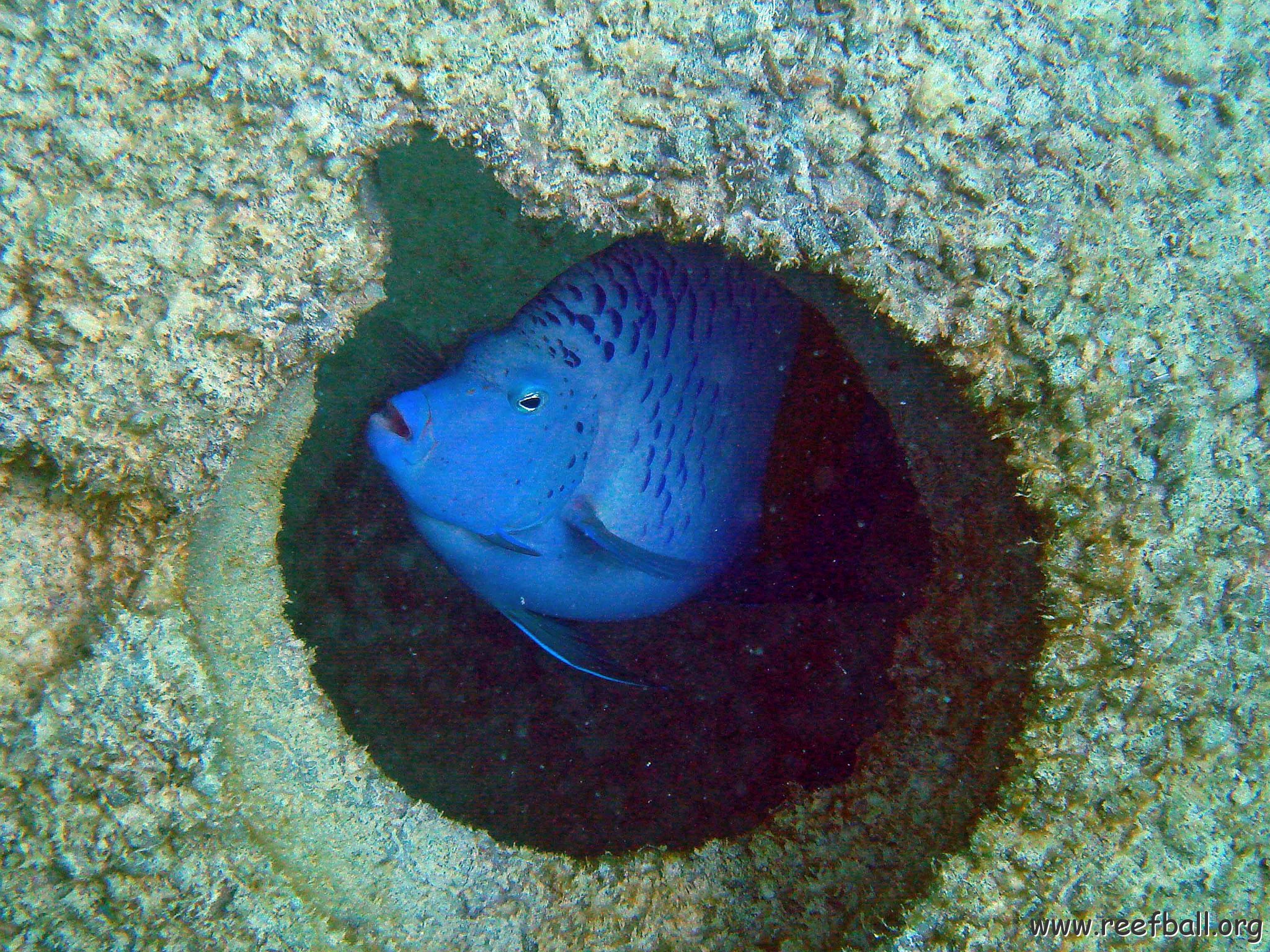 Angelfish 2