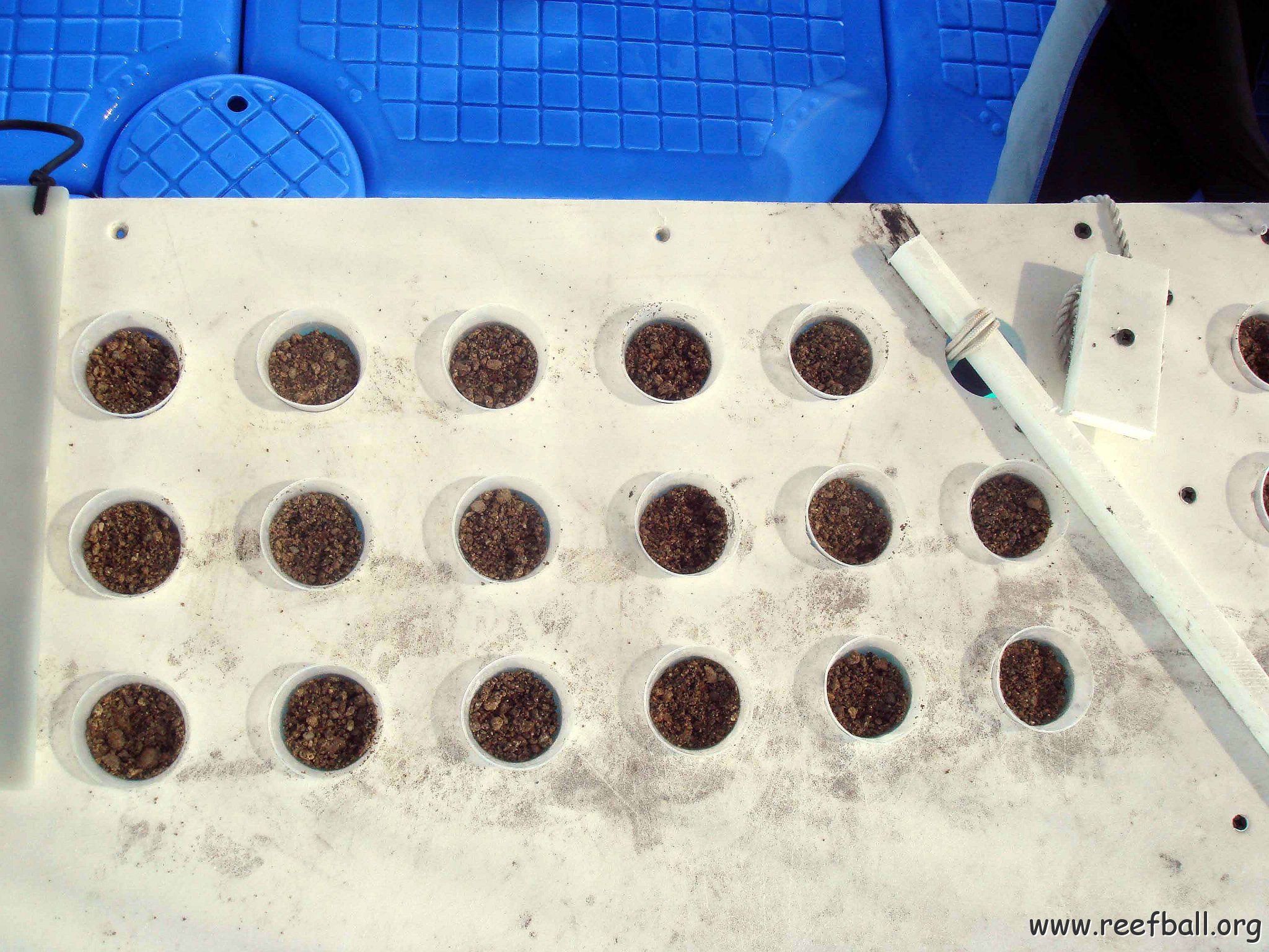 Cups filled with Sand ready for the Cement and the Corals