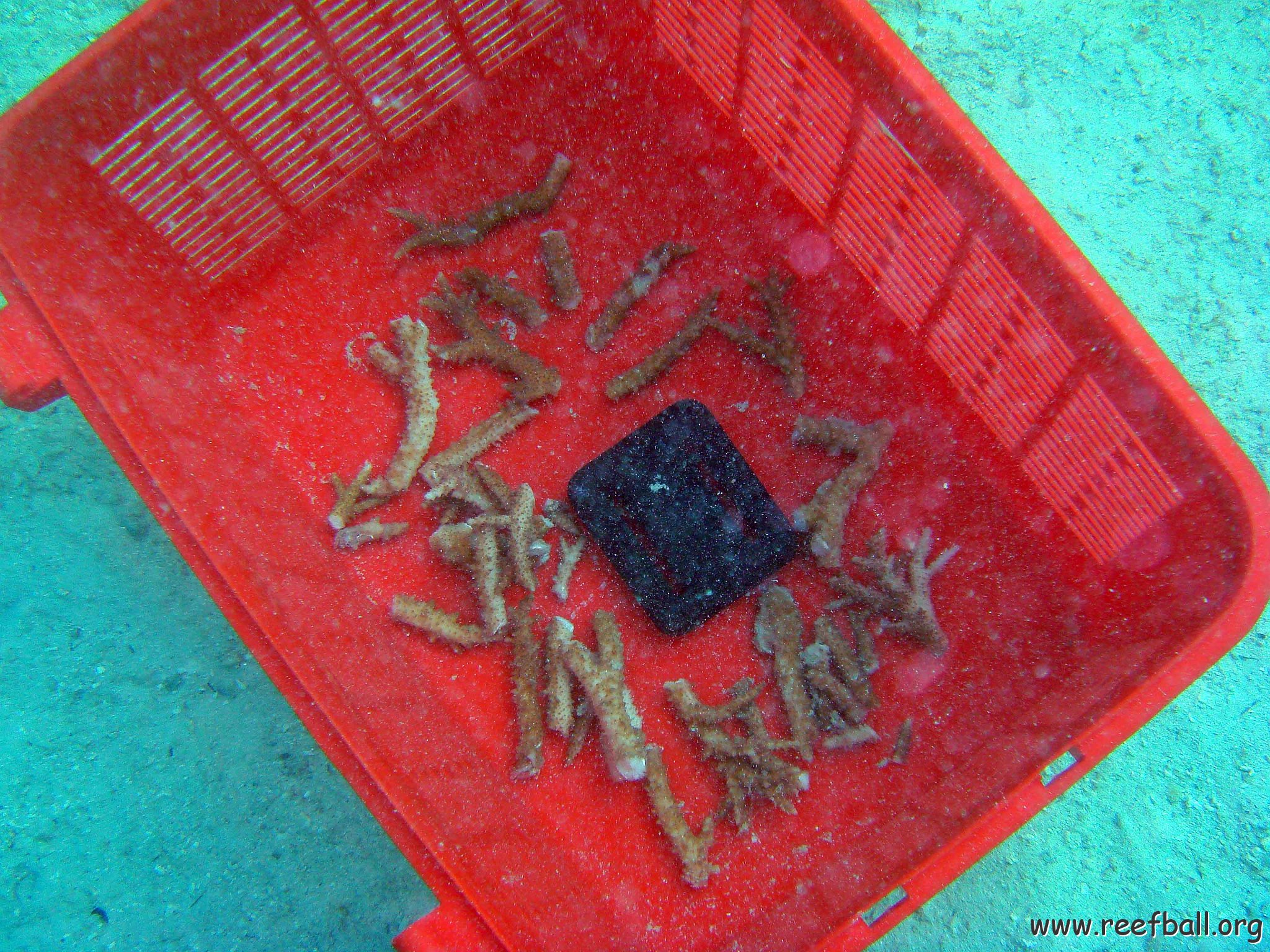 Fragments of Acropora in the Basked