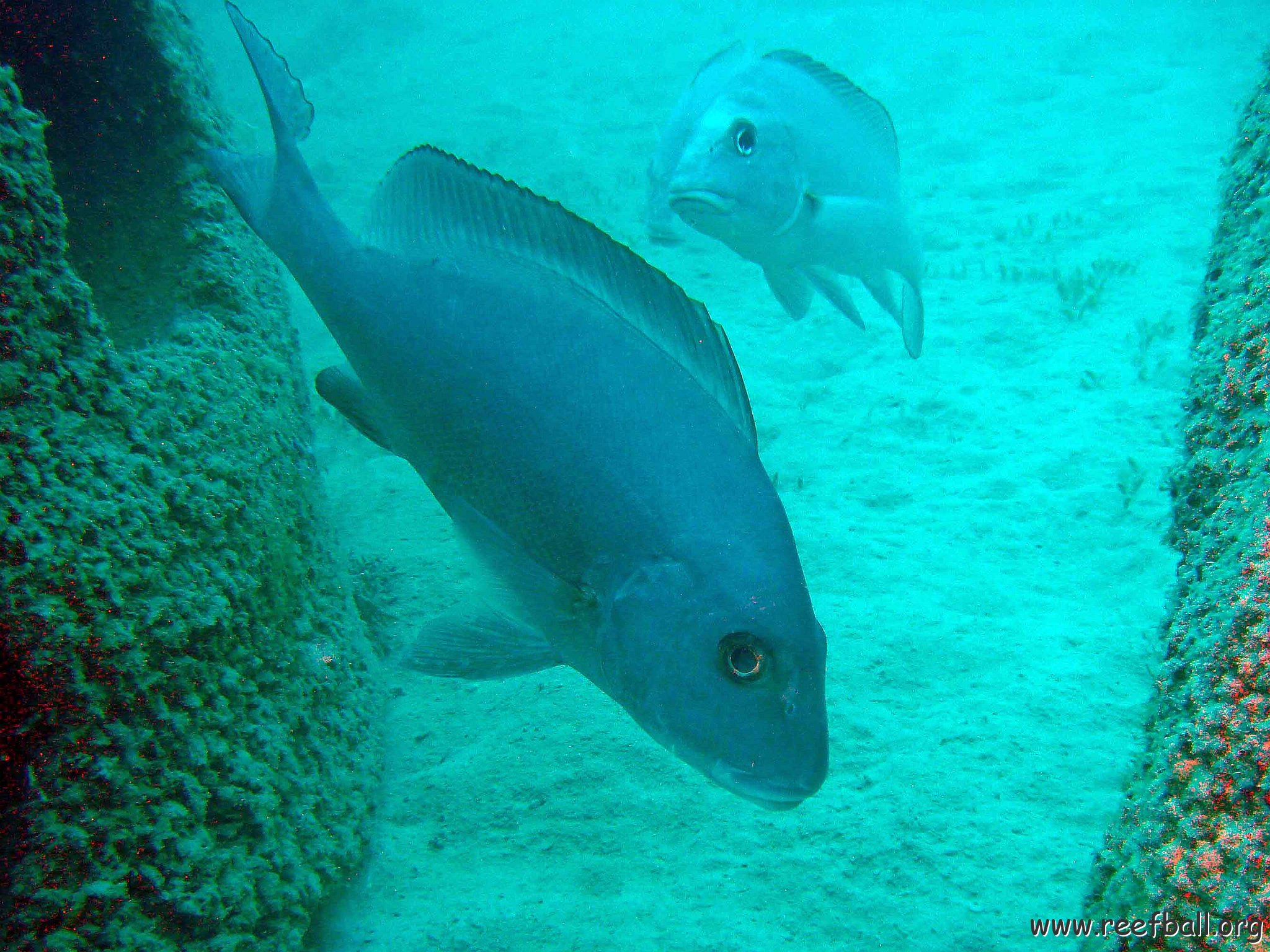 Hotlips between two Reefalls