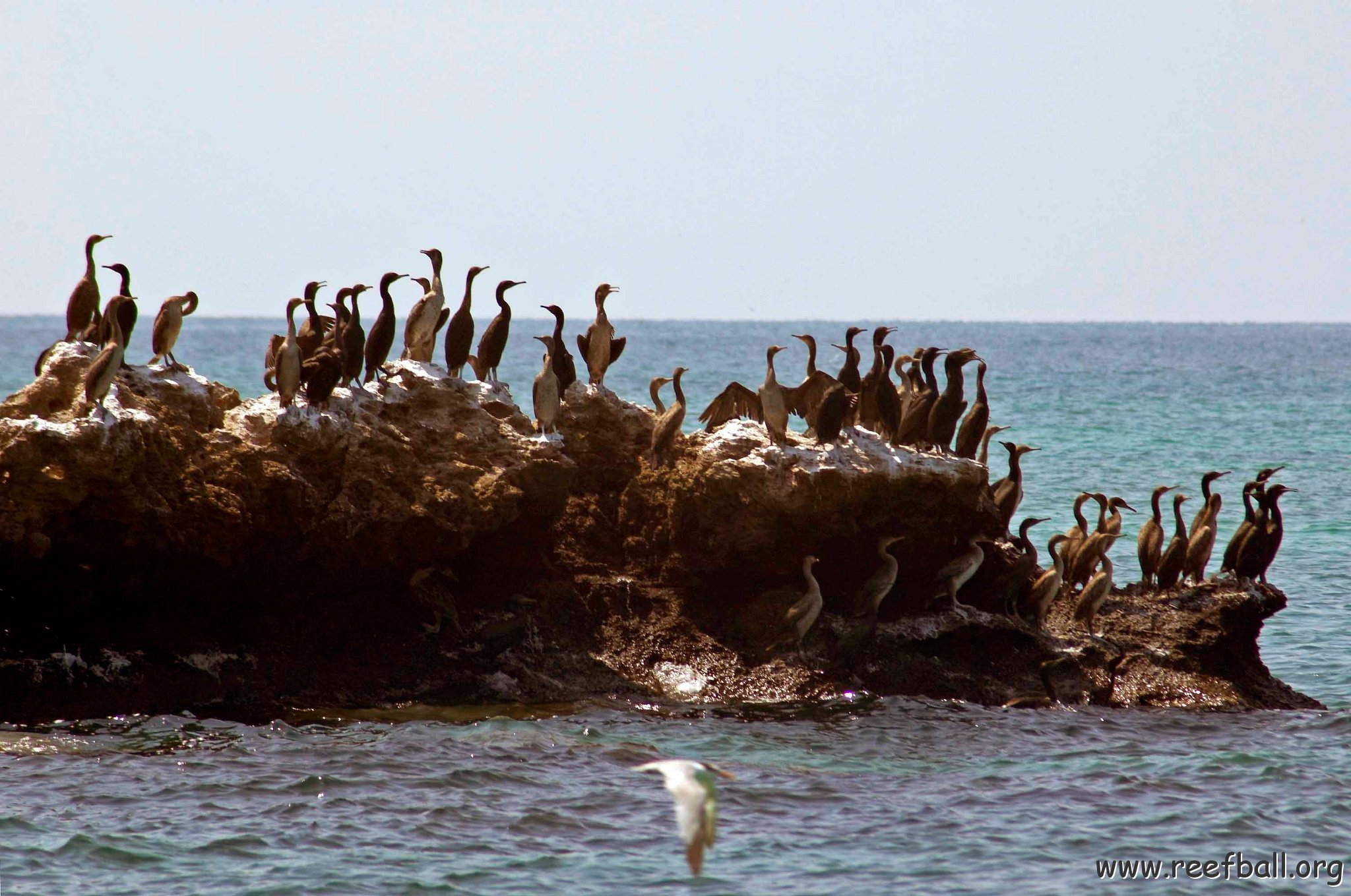 Socotra cormorant