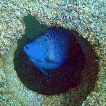 Angelfish 2