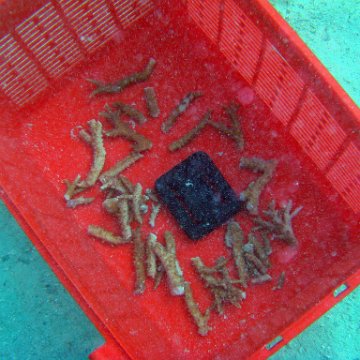 Fragments of Acropora in the Basked