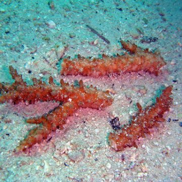 Fragments of Acropora