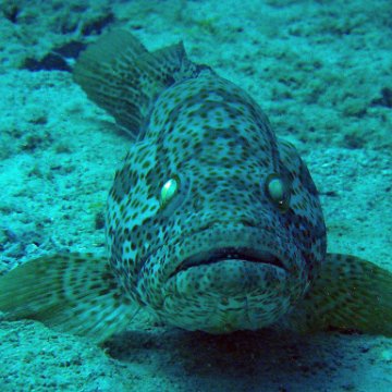 Giant Grouper