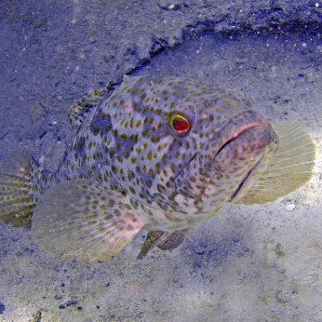 Grouper 2