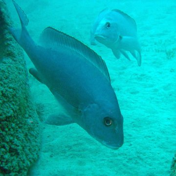 Hotlips between two Reefalls