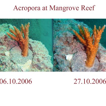 Mangrove Reef 27.10.2006 2