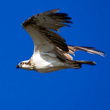 Osprey 14