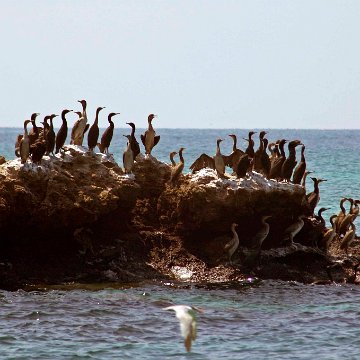 Socotra cormorant