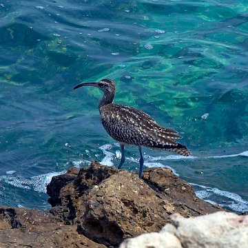 Whimbrel