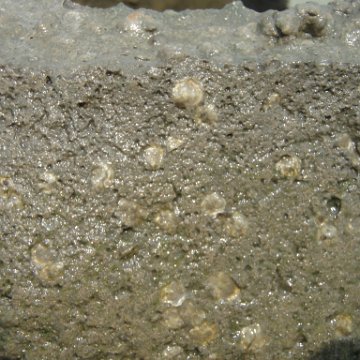 Monitoring on Oysters in Virginia Cheasapeake Bay