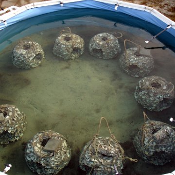 seasearchreefballsinpool_002