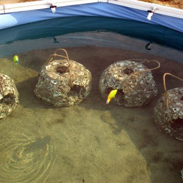 seasearchreefballsinpool_006