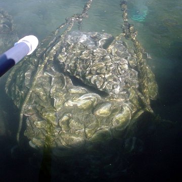 Reef Balls Cured in Swimming Pool for Oyster Settlement